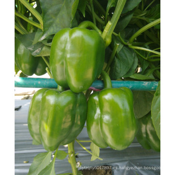 HSP15 Quanju semillas de dulce / pimiento híbrido verde brillante F1 grande en semillas de hortalizas